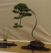 Juniperus chinensis, meistras Michal Malawski, Juniperus chinensis, Lenkija