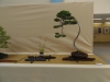 Juniperus chinensis, meistras Michal Malawski, Juniperus chinensis, Lenkija