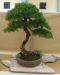 Larix decidua, meistras Hugo Berther, Šveicarija