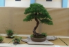 Larix decidua, meistras Hugo Berther, Šveicarija