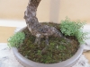 Larix decidua, meistras Hugo Berther, Šveicarija