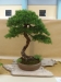 Larix decidua, meistras Hugo Berther, Šveicarija
