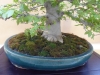 Fagus crenata, meistras Elizabeth Lehner, Vokietija