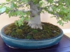Fagus crenata, meistras Elizabeth Lehner, Vokietija