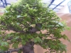 Fagus crenata, meistras Elizabeth Lehner, Vokietija