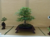 Acer palmatum, meistras Krzysztof Kowalski