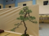 Pinus sylvestris, meistras Pawel Kowalik, Lenkija