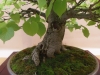 Tilia cordata, meistras Werner Busch, Vokietija