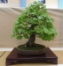 Tilia cordata, meistras Werner Busch, Vokietija