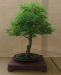 Acer palmatum 'Arakawa',meistras Pavel Chmiel, Lenkija
