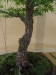 Acer palmatum 'Arakawa',meistras Pavel Chmiel, Lenkija