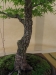 Acer palmatum 'Arakawa',meistras Pavel Chmiel, Lenkija
