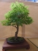 Acer palmatum 'Arakawa',meistras Pavel Chmiel, Lenkija