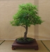 Acer palmatum 'Arakawa',meistras Pavel Chmiel, Lenkija