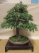 Crataegus monogyna, meistras Bart Verstappen, Nyderlandai