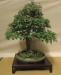Crataegus monogyna, meistras Bart Verstappen, Nyderlandai