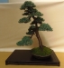 Juniperus squamata 'Meyeri', meistras Piet Dekkers, Nyderlandai
