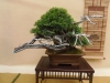 Juniperus sabina, meistras Bruno Wijman, Nyderlandai