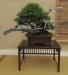 Juniperus sabina, meistras Bruno Wijman, Nyderlandai