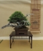 Juniperus sabina, meistras Bruno Wijman, Nyderlandai