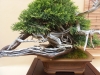Juniperus sabina, meistras Bruno Wijman, Nyderlandai