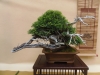 Juniperus sabina, meistras Bruno Wijman, Nyderlandai