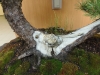 Pinus uliginosa, meistras Wladzimierz Pietraszko, Lenkija