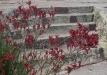 dsc05177