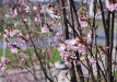 sakuros-2016-36