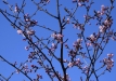 sakuros-2016-37