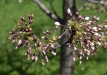 sakuros-2016-52