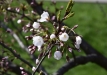 sakuros-2016-54
