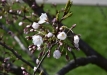 sakuros-2016-55