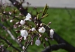sakuros-2016-56