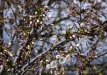 sakuros-2016-57