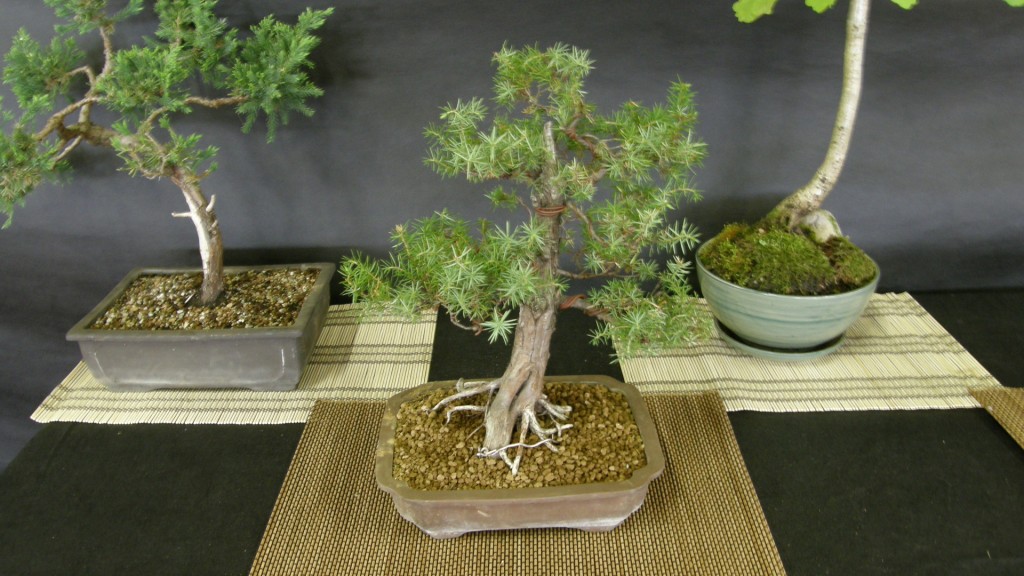 Žali horizontai Bonsai 