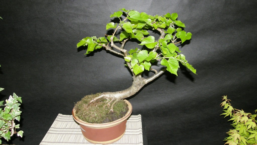 Žali horizontai Bonsai 