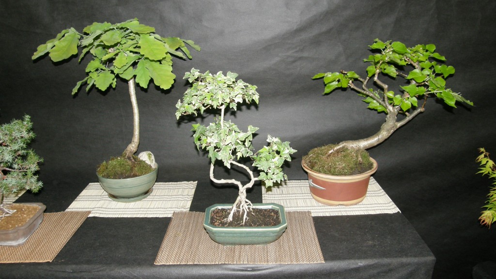 Žali horizontai Bonsai 