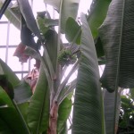 Bananas. Autorius - Mantas Adomaitis