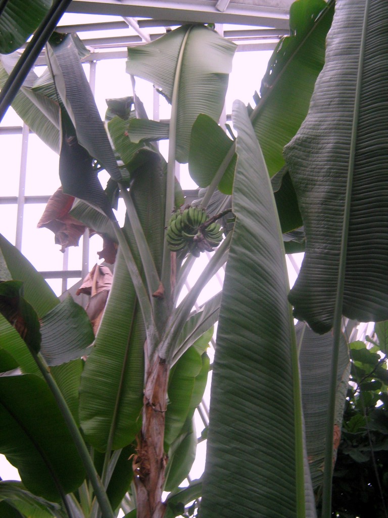 Bananas. Autorius - Mantas Adomaitis