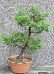 Juniperus communis