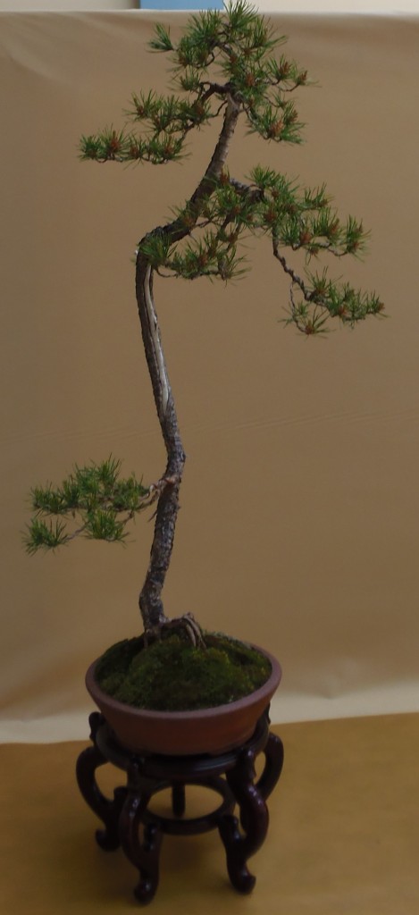 Pinus banksiana, Sebastian Zydek, Lenkija