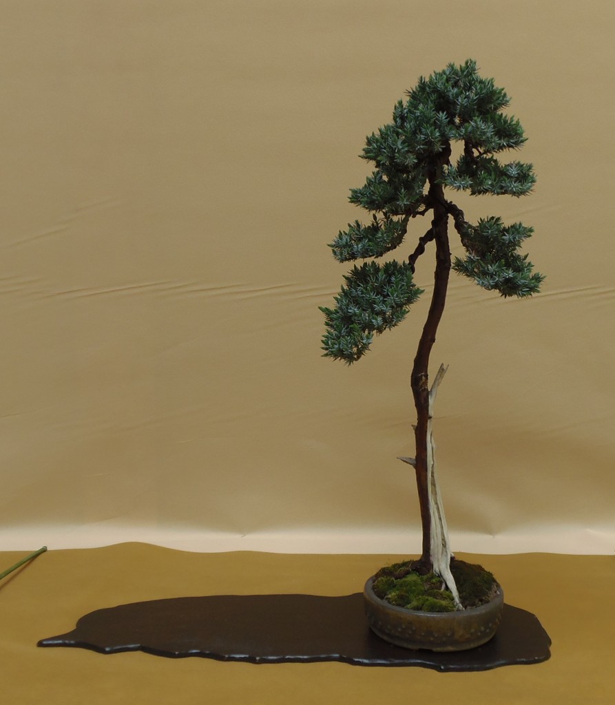 Juniperus squamata, Bartosz Warwas, Lenkija