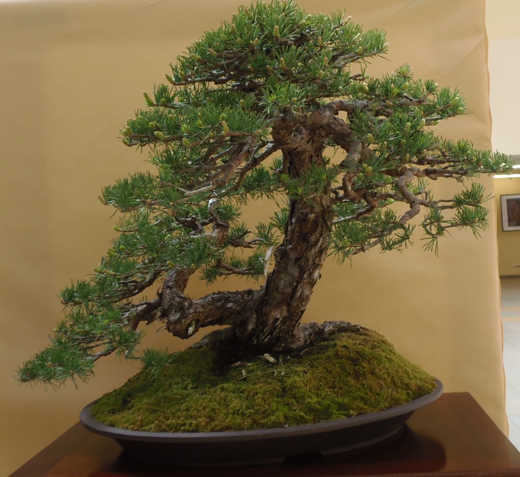 Pinus sylvestris, Delorgeril Baudouin, Monakas