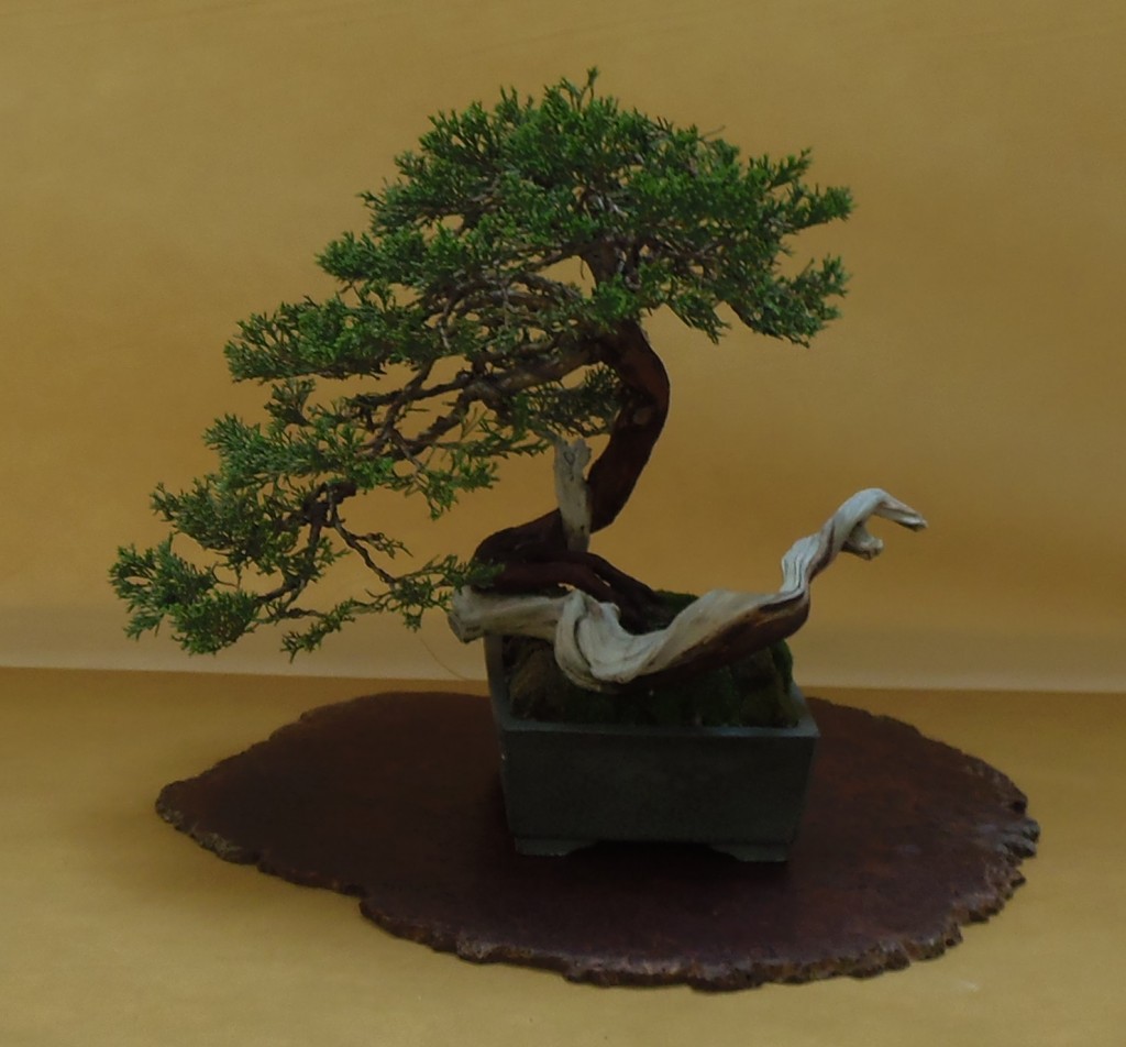 Juniperus sabina, Bernard-Jaworowicz, Monakas