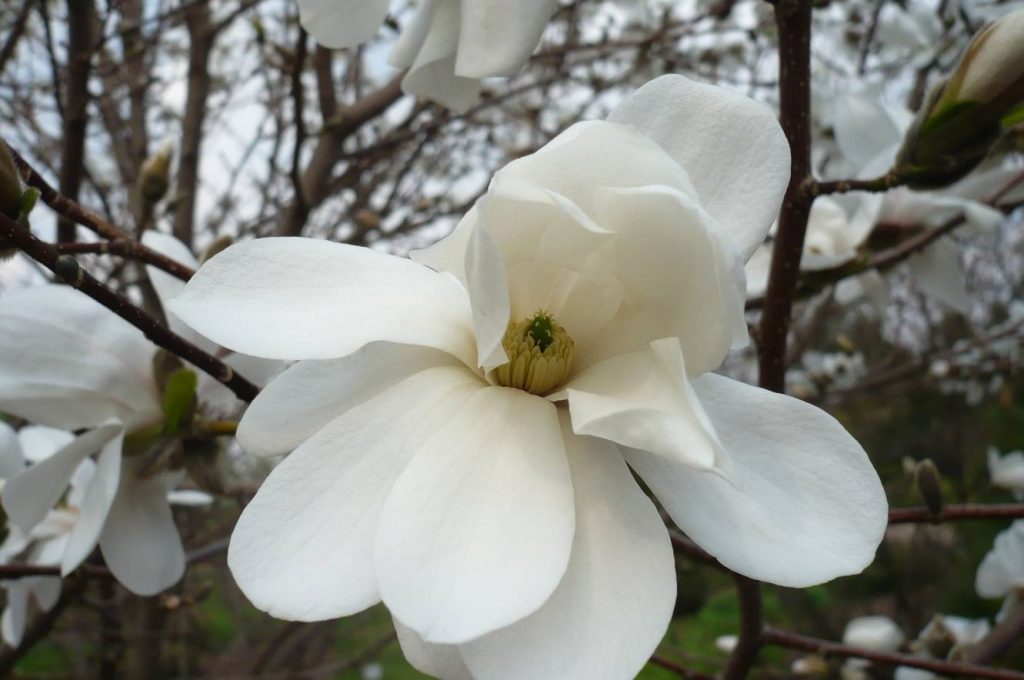 magnolijos vu bs