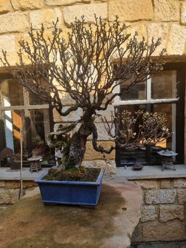 Bonsai Museum Isabelia, 2026