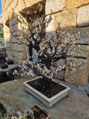 Bonsai Museum Isabelia, 2026