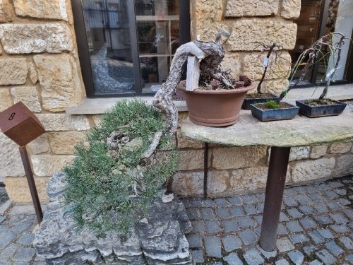 Bonsai Museum Isabelia, 2026