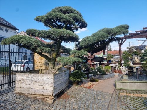 Bonsai Museum Isabelia, 2026